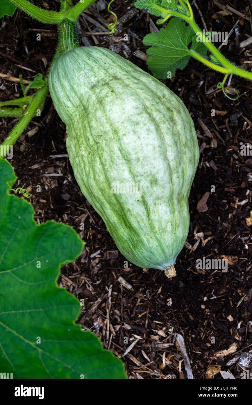 Squash Blue Hubbard (Cucurbita maxima) che cresce in un appezzamento di verdure, South Yorkshire, Inghilterra, Regno Unito. Foto Stock