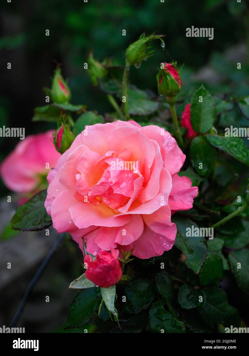 Una bella rosa rosa profonda circondata da verde scuro fogliame Foto Stock