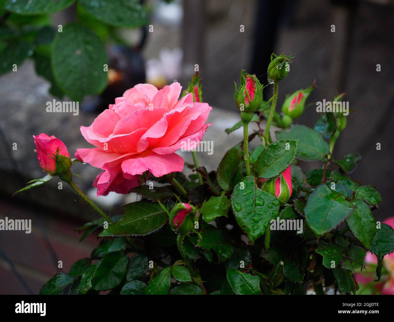 Una bella rosa rosa profonda circondata da verde scuro fogliame Foto Stock