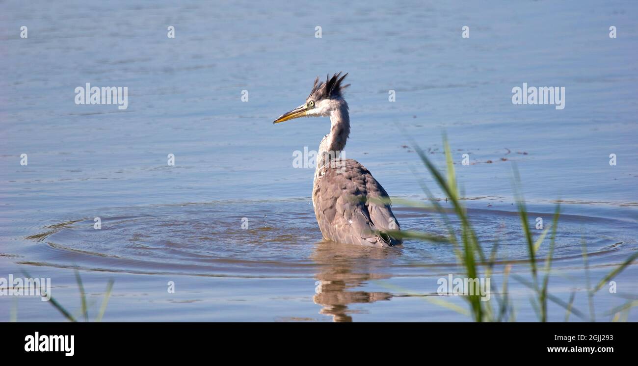 Gray Heron Ardea cinerea ha sorpreso di non aver catturato un pesce - Kent UK Foto Stock