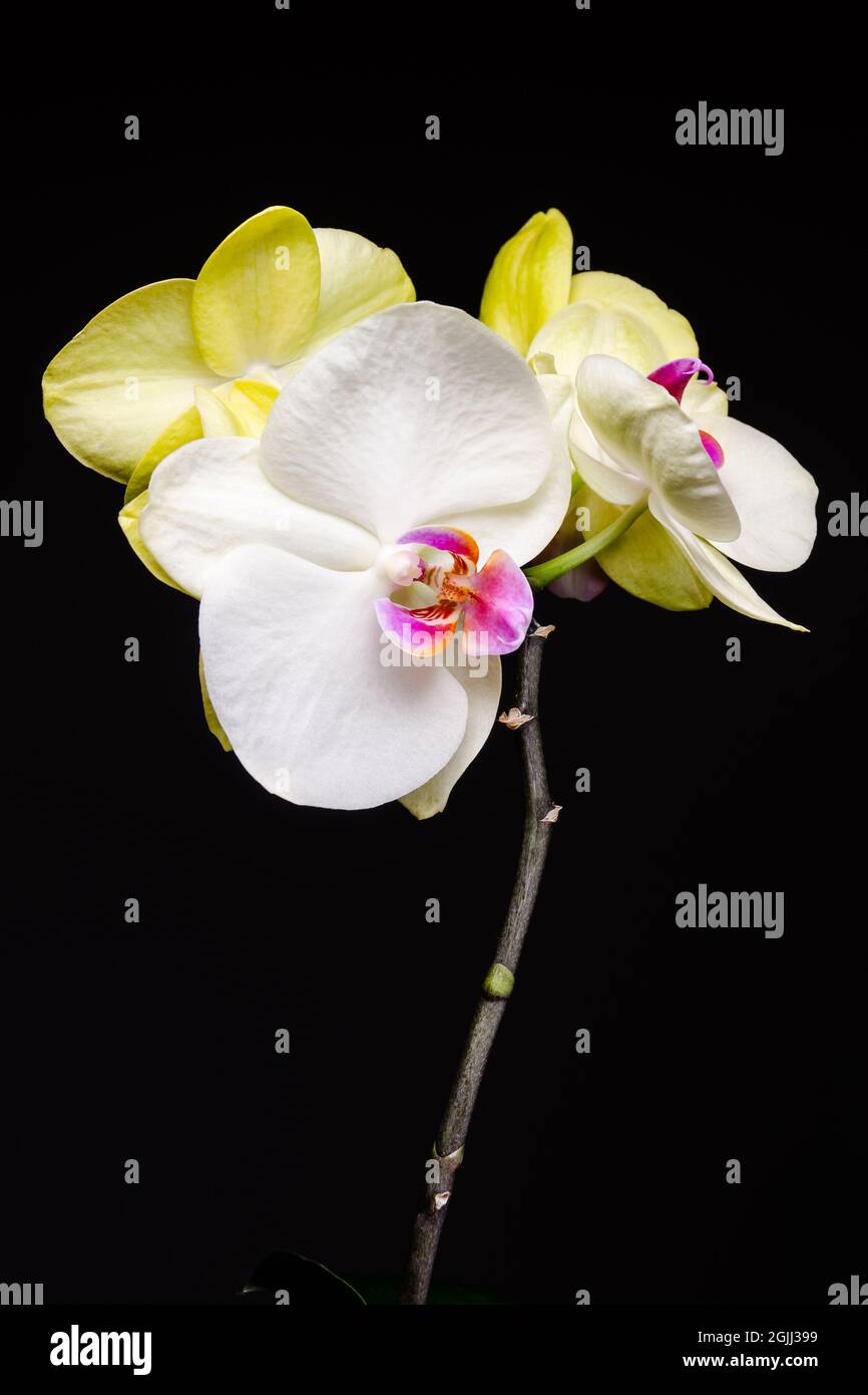 Orchidaceae, vita morta di fiori orchidee gialli e bianchi su sfondo scuro, carta da parati minimalistica di belle arti Foto Stock