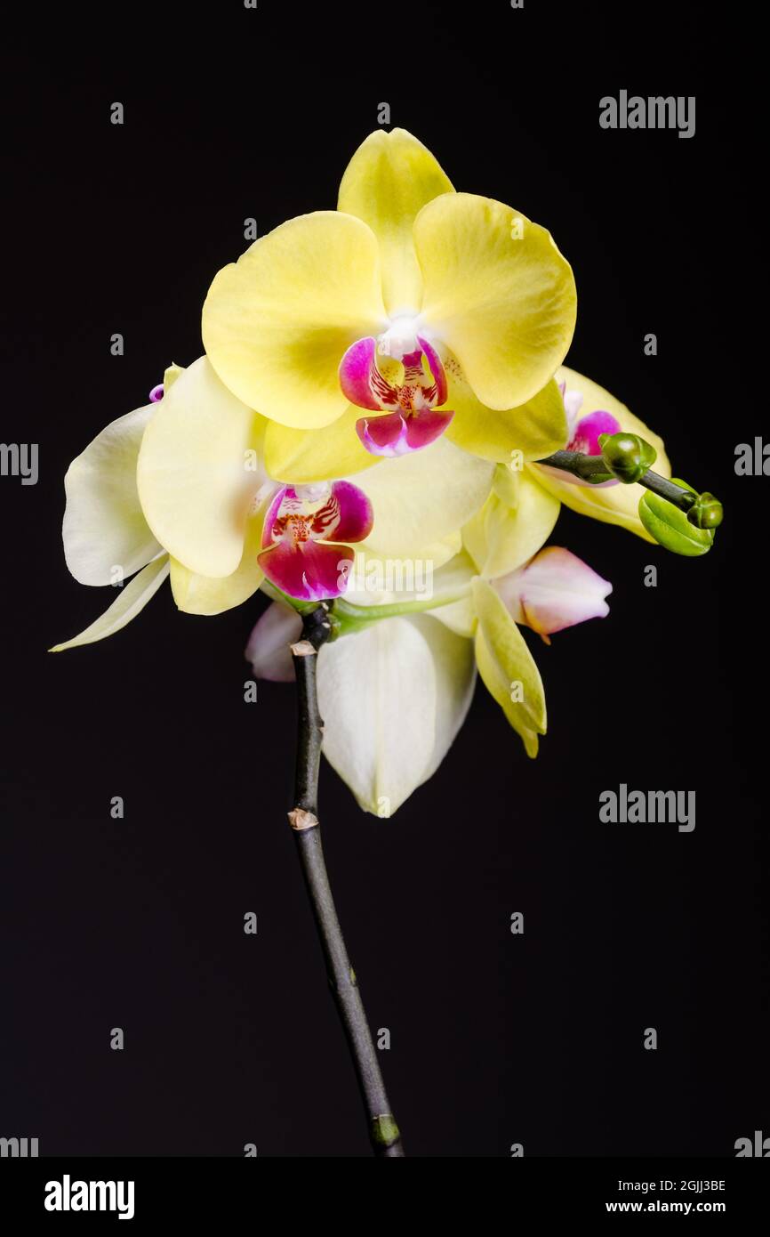 Orchidaceae, vita morta di fiori orchidee gialli e bianchi su sfondo scuro, carta da parati minimalistica di belle arti Foto Stock