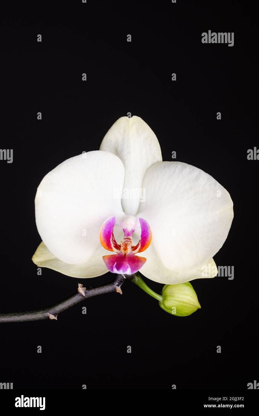 Orchidaceae, la vita morta di fiori bianchi orchidee su sfondo scuro, carta da parati minimalistica di belle arti Foto Stock