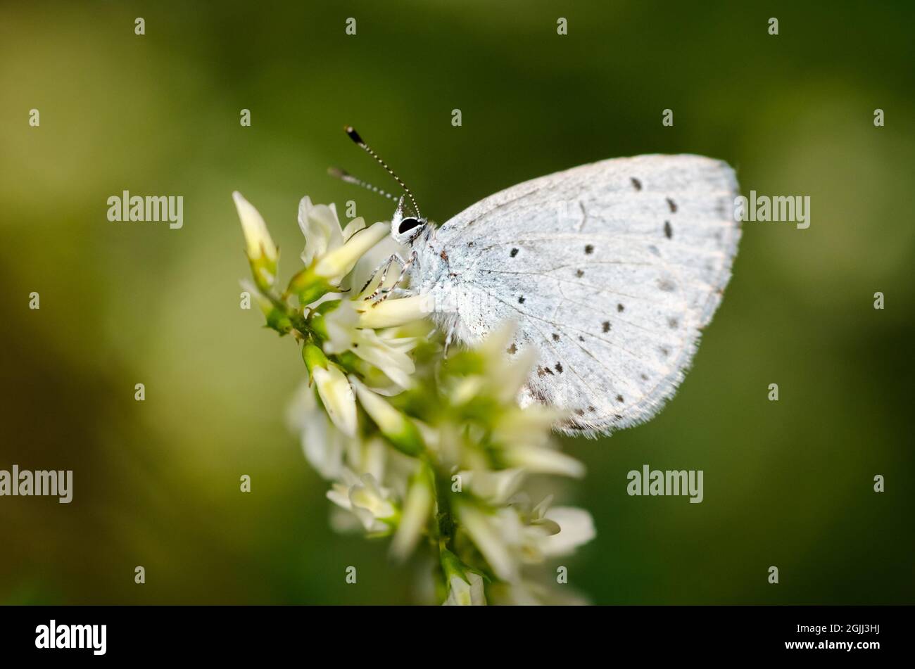Celastrina argiolus, farfalla di colore azzurro con ali di colore azzurro pallido su una pianta Foto Stock