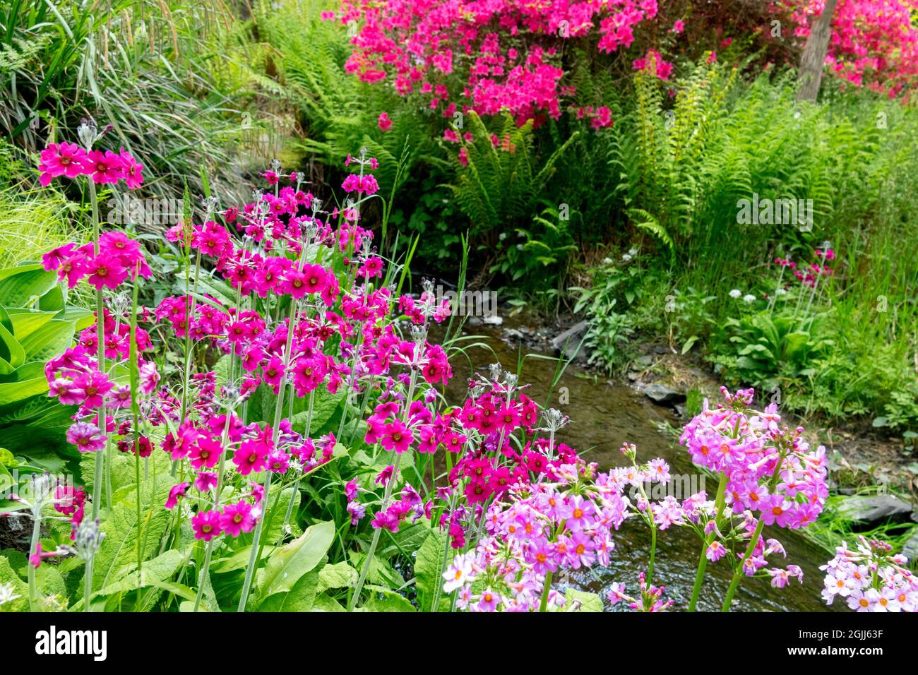 I fiori confinano con la primavera, il ruscello del giardino, le piante marginali nel lussureggiante giardino primaverile Foto Stock