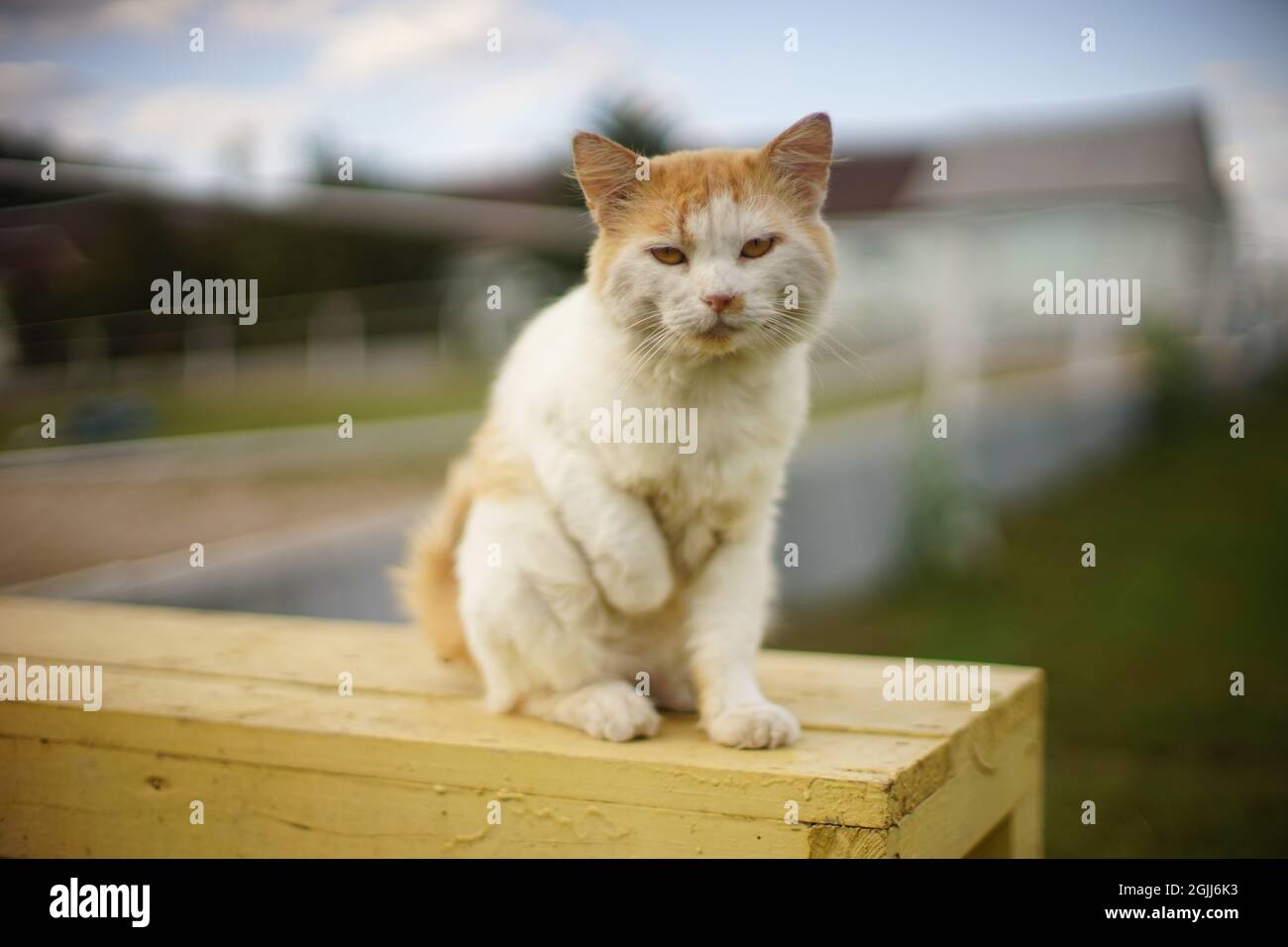 gatto bianco zenzero siede su una panchina con la zampa sollevata. Foto Stock