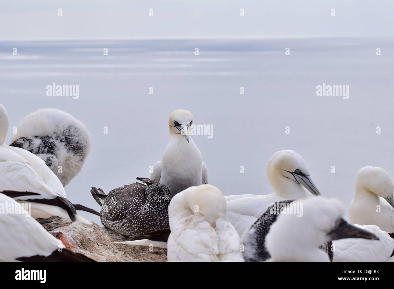 Le gannette settentrionali con un giovane seduto sulle rocce Foto Stock