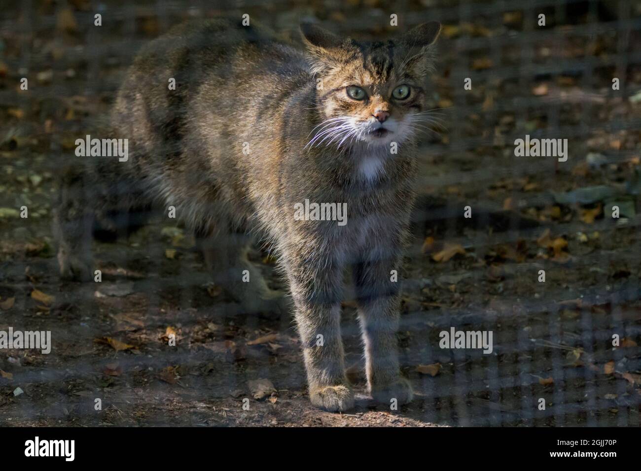 Gatto selvatico scozzese (Felix sylvestris) prigioniero simile al gatto tabby con coda a punta smussata bushy grande con anelli scuri, il corpo ha anche marcature a striscia scura Foto Stock