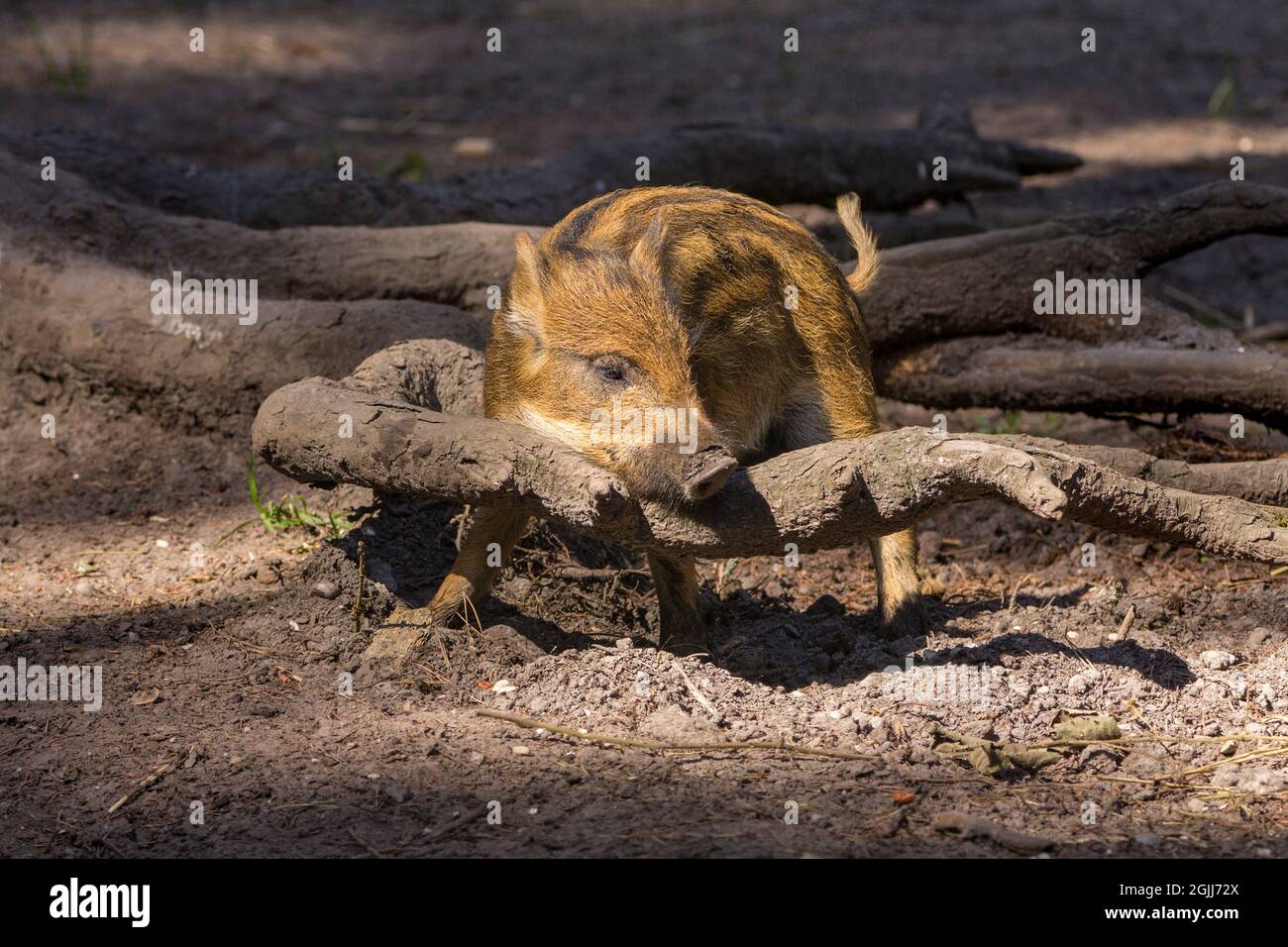 Cinghiale maialino (Sus scrofa scrofa) pelliccia marrone chiaro con strisce di crema nel parco naturale newforest. Noto anche come porco di cinghiale dell'europa occidentale Foto Stock