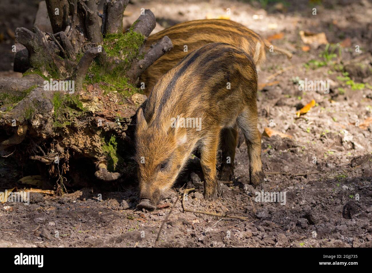 Cinghiale maialino (Sus scrofa scrofa) pelliccia marrone chiaro con strisce di crema nel parco naturale newforest. Noto anche come porco di cinghiale dell'europa occidentale Foto Stock