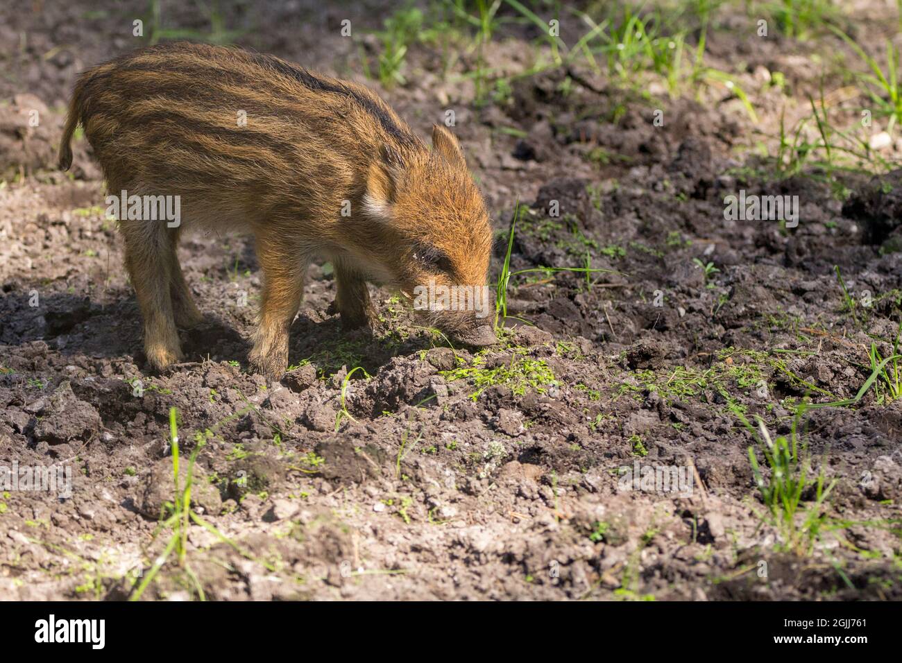 Cinghiale maialino (Sus scrofa scrofa) pelliccia marrone chiaro con strisce di crema nel parco naturale newforest. Noto anche come porco di cinghiale dell'europa occidentale Foto Stock