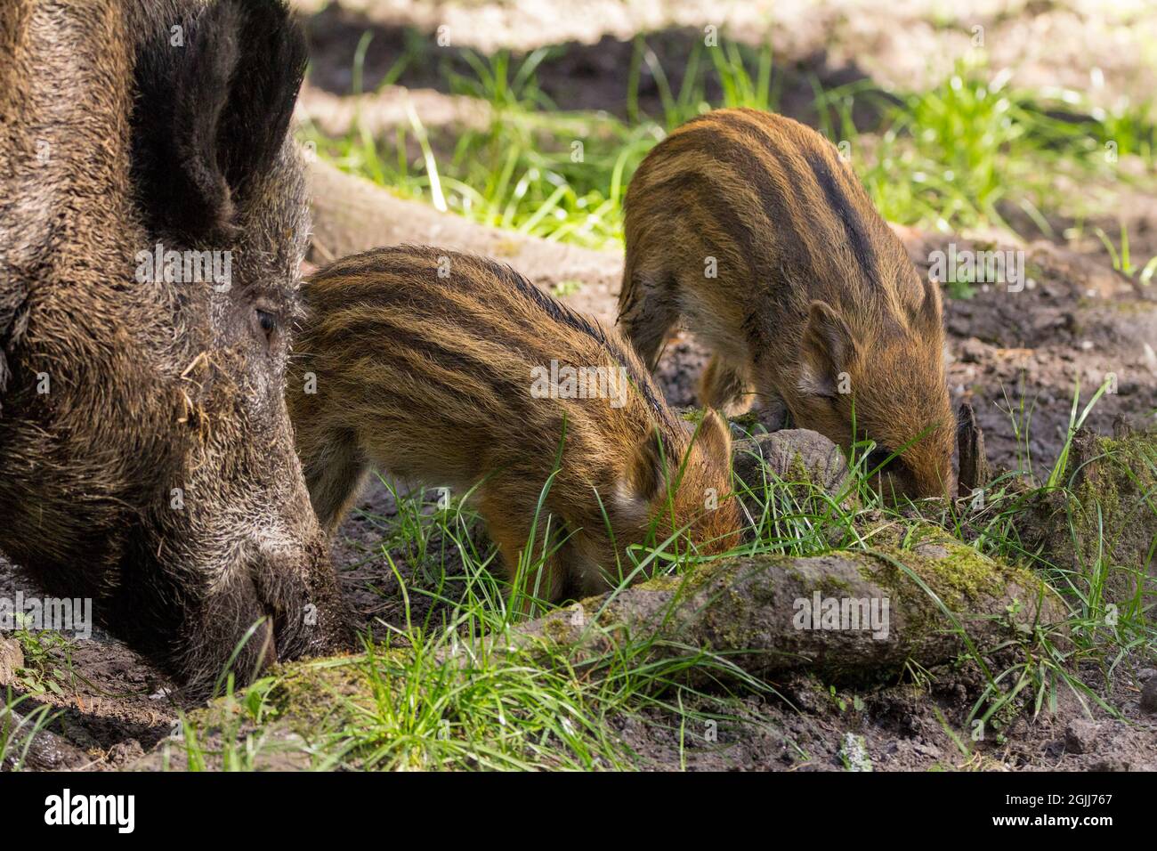 Cinghiale maialino (Sus scrofa scrofa) pelliccia marrone chiaro con strisce di crema nel parco naturale newforest. Noto anche come porco di cinghiale dell'europa occidentale Foto Stock