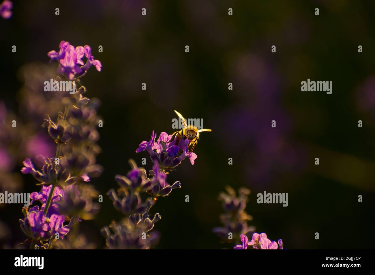 Api in cerca di polena, tramonto cattura sulla lavanda Foto Stock