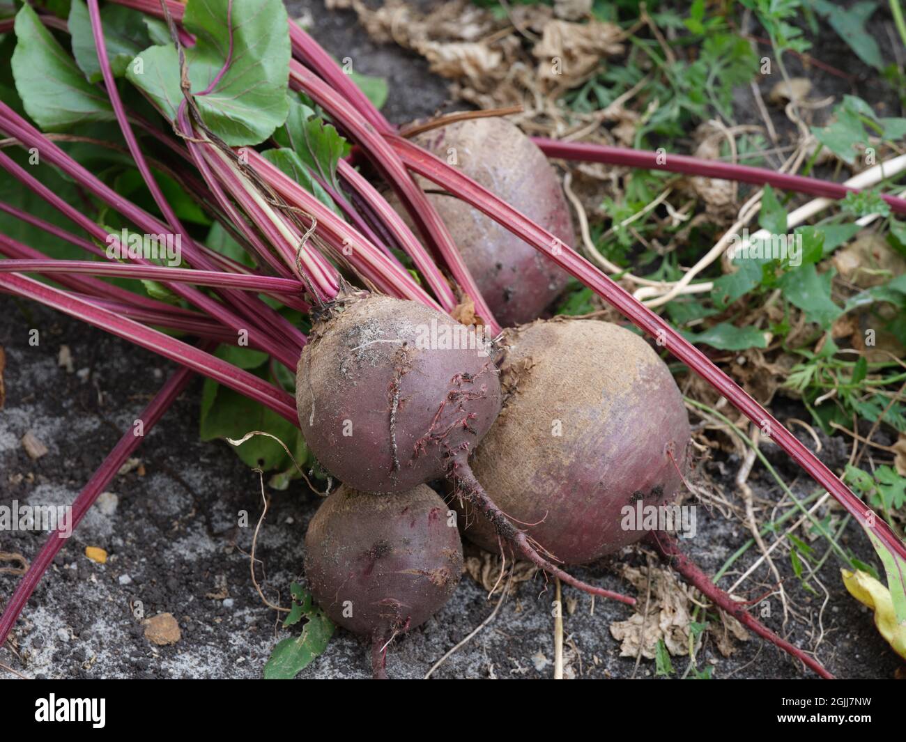 Le barbabietole biologiche appena raccolte giacciono sul terreno. Primo piano. Foto Stock
