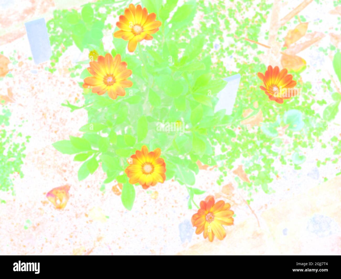Un'immagine pop art a colori falsi di alcuni fiori arancioni luminosi Foto Stock
