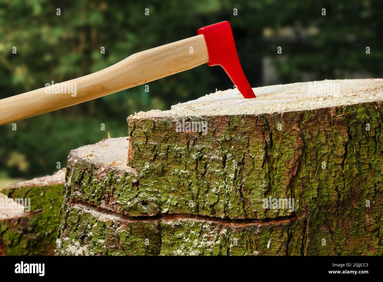 Pickaroon, sappie in grumo di albero. Legno-handled, metallo-cima-attrezzo di taglio. Picaroon, piccone utilizzato in silvicoltura, durante il lavoro di abbattimento degli alberi. Foto Stock