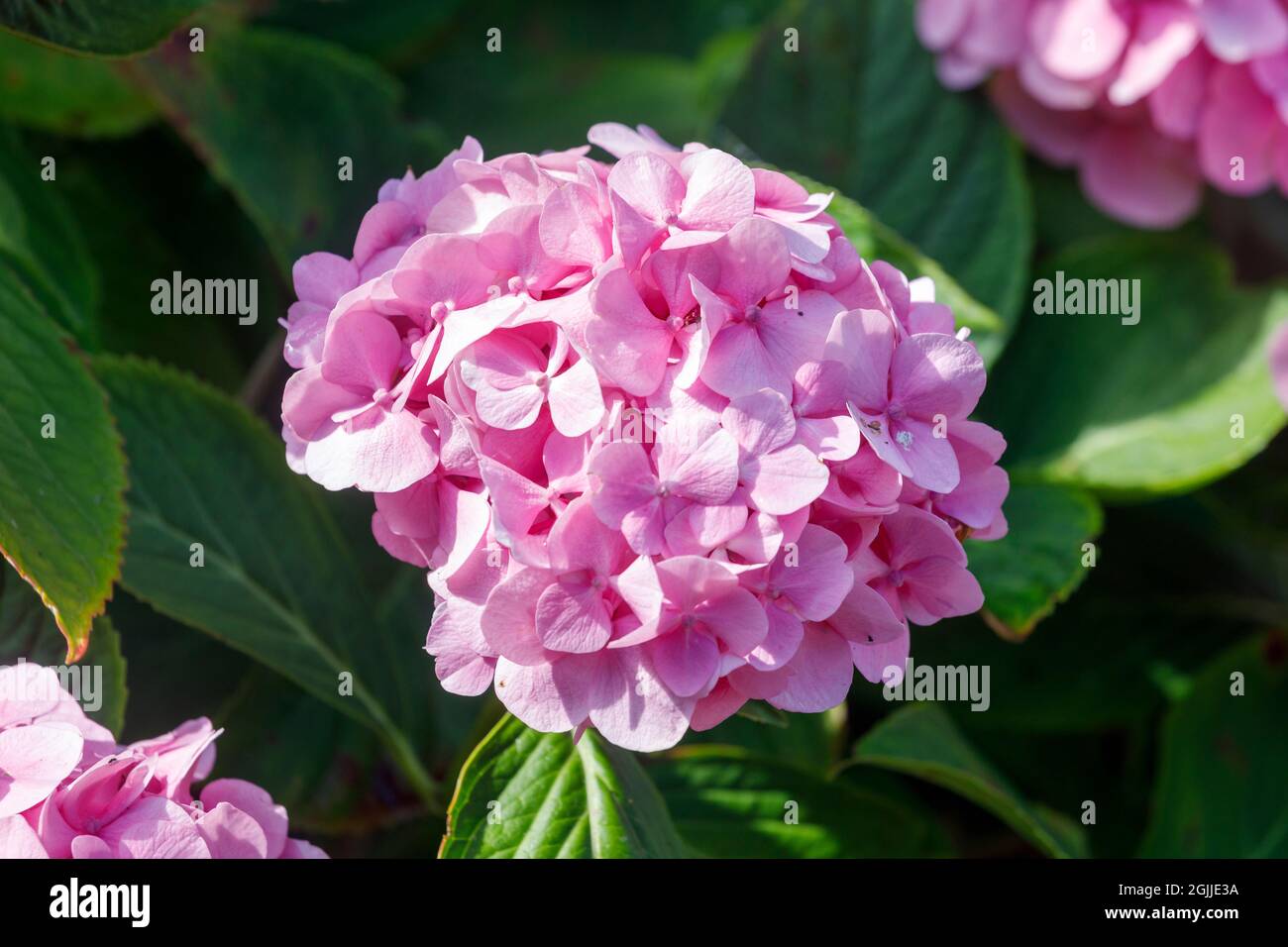 Fiori di Hydrangea rosa, Sussex, Regno Unito Foto Stock