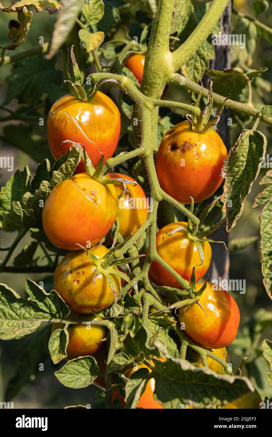 pomodori sul ramo in giardino non ancora maturi, con malattie, problemi con le piante di pomodoro, troppo annaffiare o troppo pioggia, sole brucia, verdure e b Foto Stock