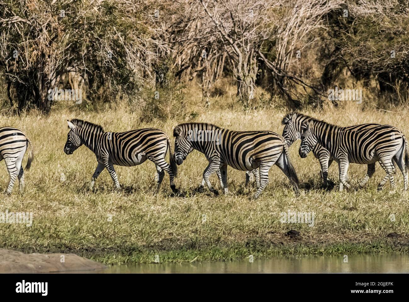 Capo Zebra nell'ambiente di Savannah, Parco Nazionale Kruger, Sud Africa. Foto Stock