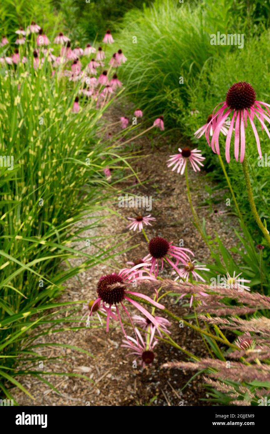 Percorso giardino, percorso tra erbe ornamentali e coneflowers Foto Stock