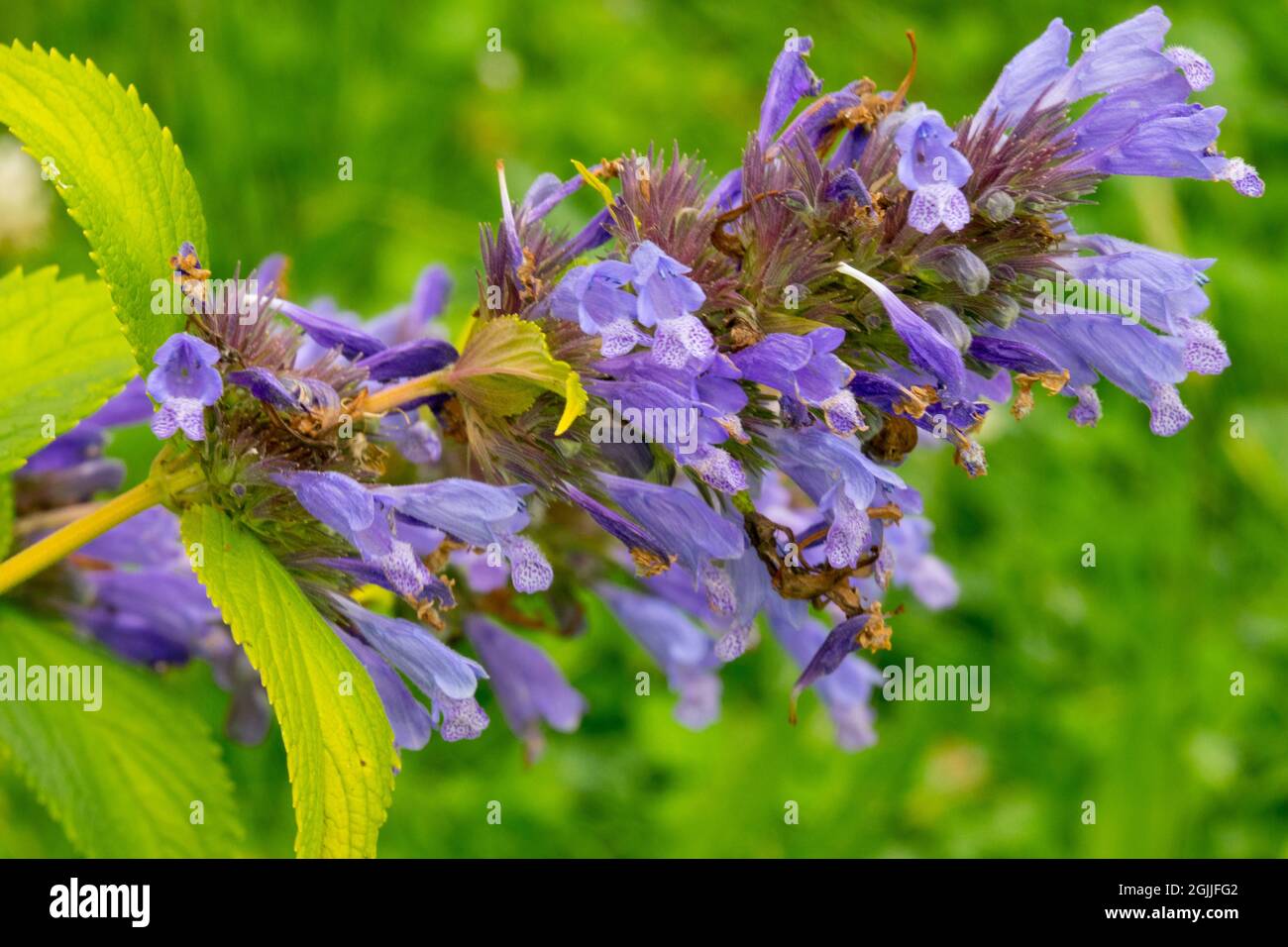 Catmint Nepeta "Weinheim Big Blue" Foto Stock