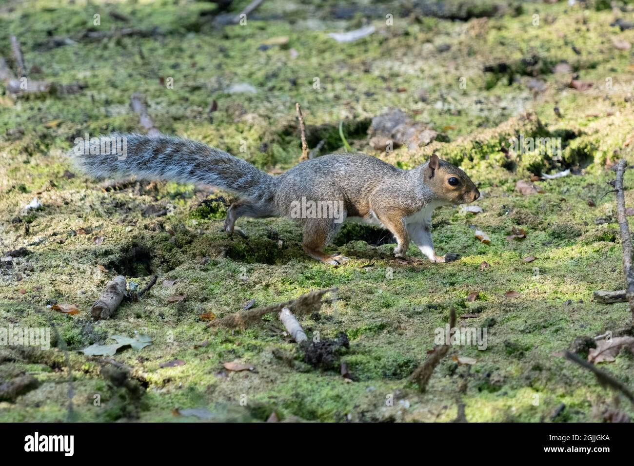 Scoiattolo grigio (Sciurus carolinensis) che cammina attraverso un laghetto asciutto Foto Stock