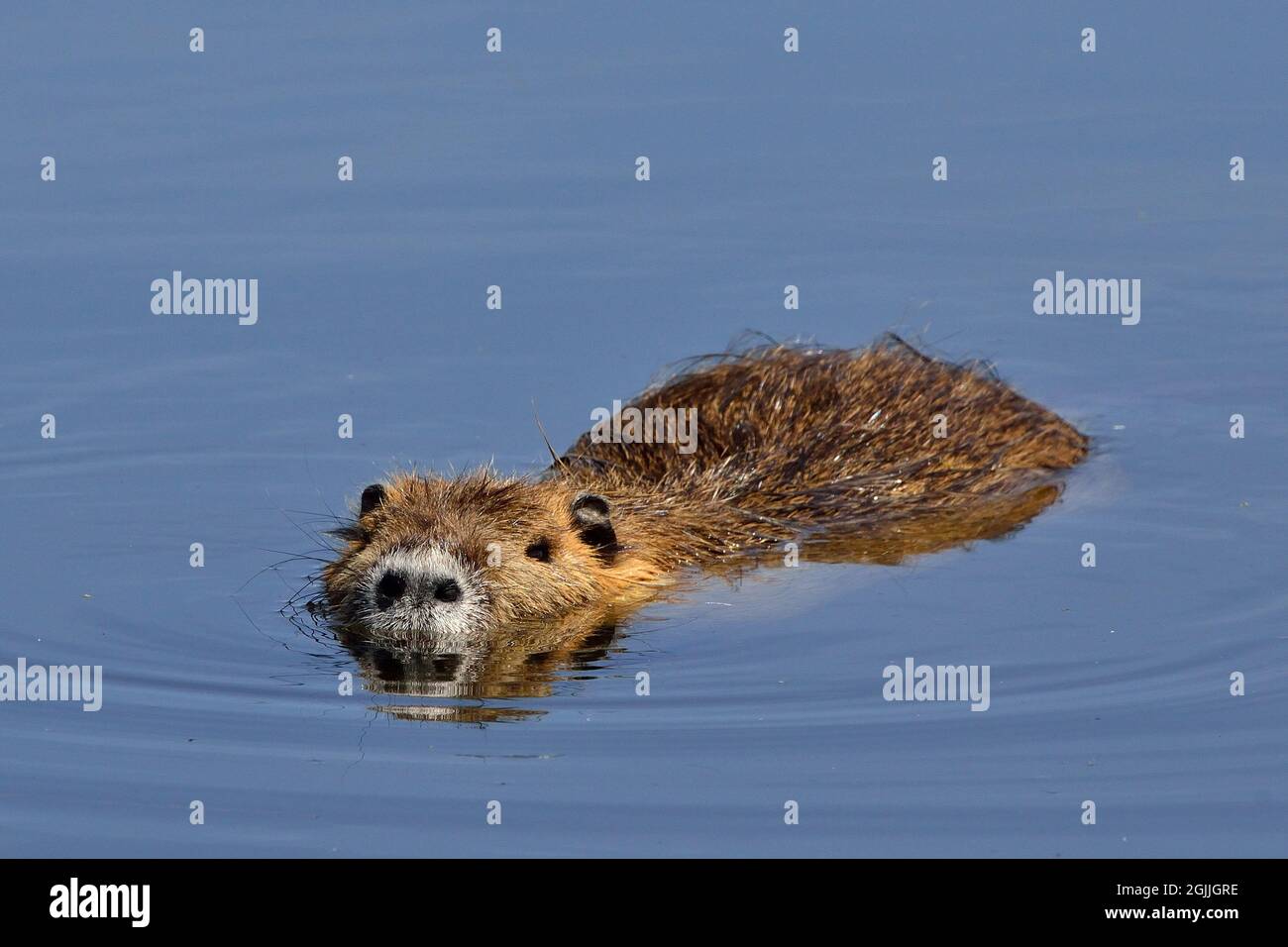 Nutria, Biberratte, coypu, miocastor coypus Foto Stock