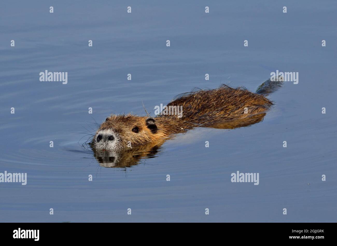 Nutria, Biberratte, coypu, miocastor coypus Foto Stock