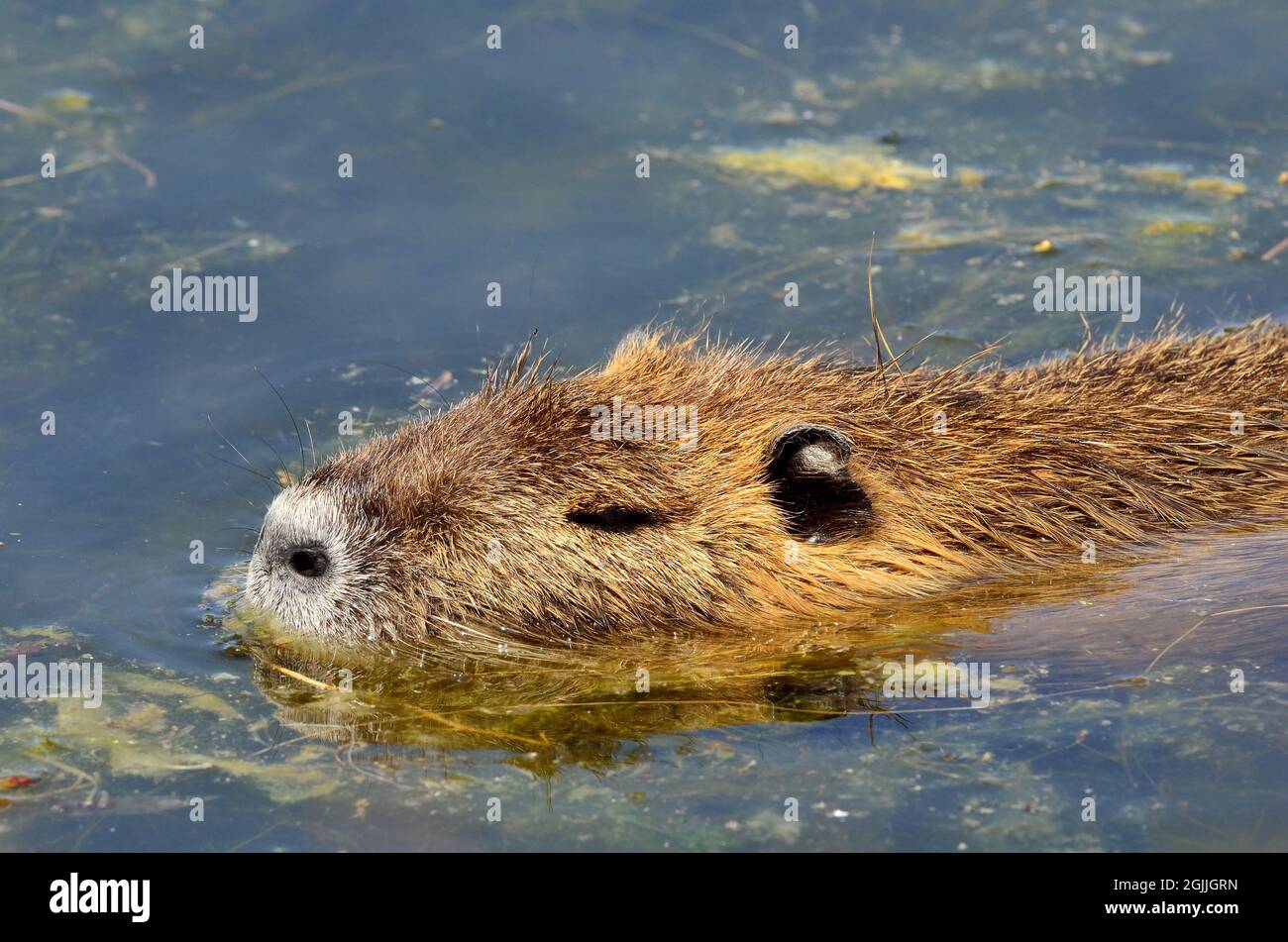 Nutria, Biberratte, coypu, miocastor coypus Foto Stock