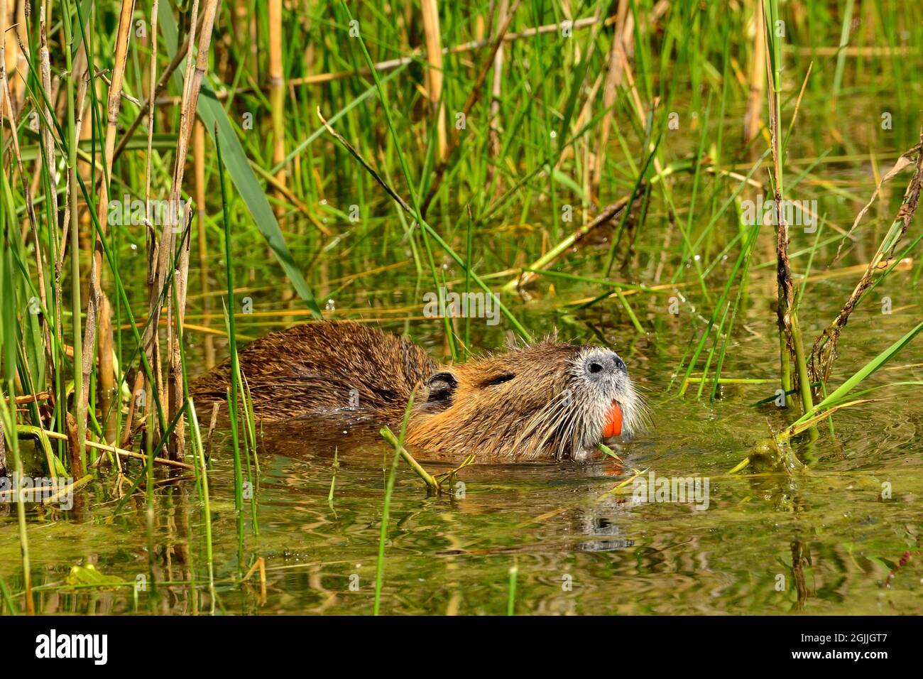 Nutria, Biberratte, coypu, miocastor coypus Foto Stock