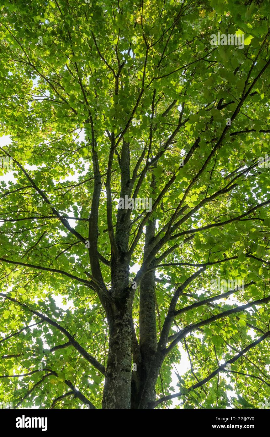 Foglie verdi, rami e ramoscelli di un albero di acero (Acer pseudoplatanus) in una foresta Foto Stock