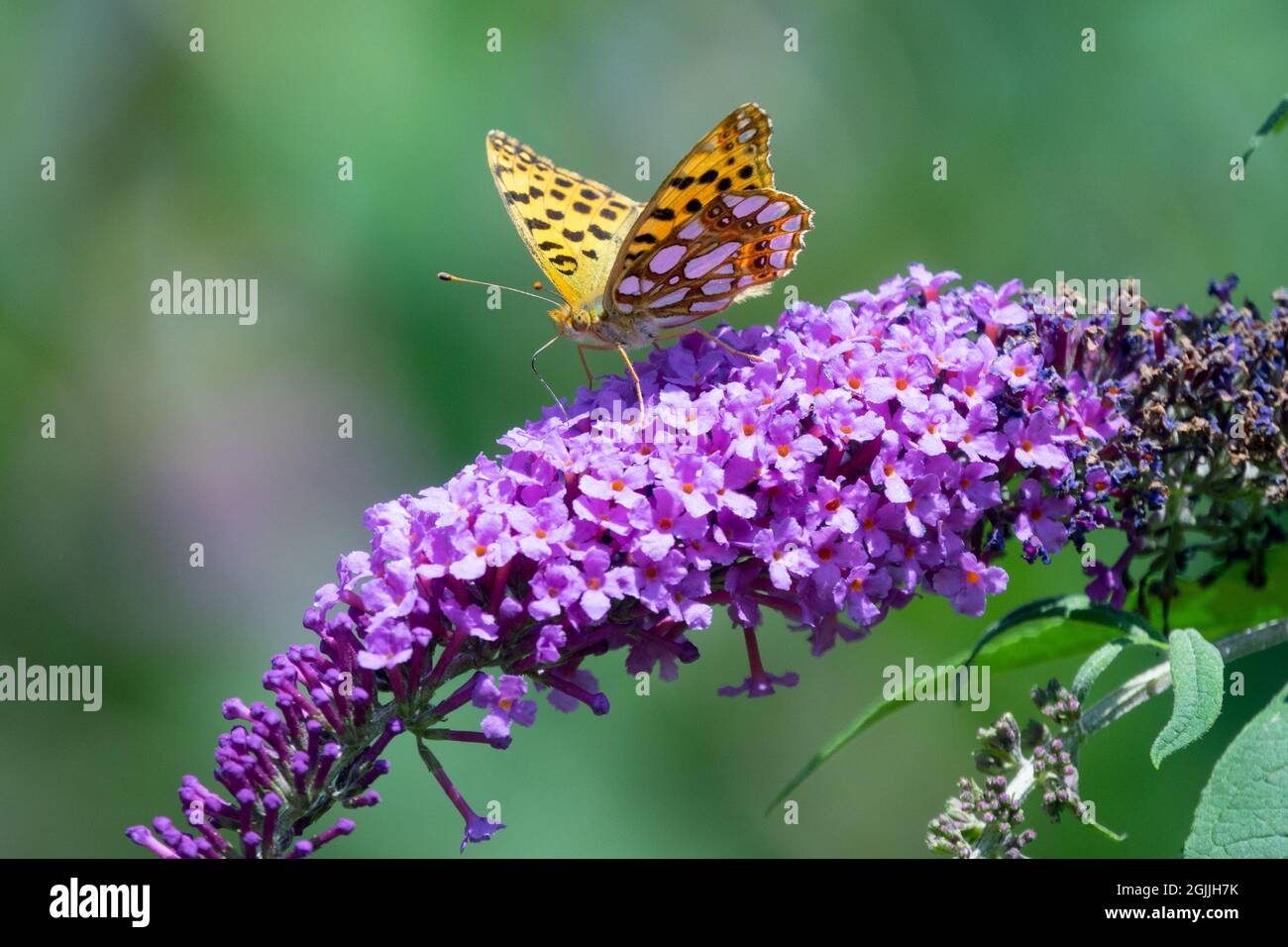Farfalla in estate lilla verde scuro fritillario Argynnis aglaja, farfalla sul bush Buddleja Butterfly Foto Stock