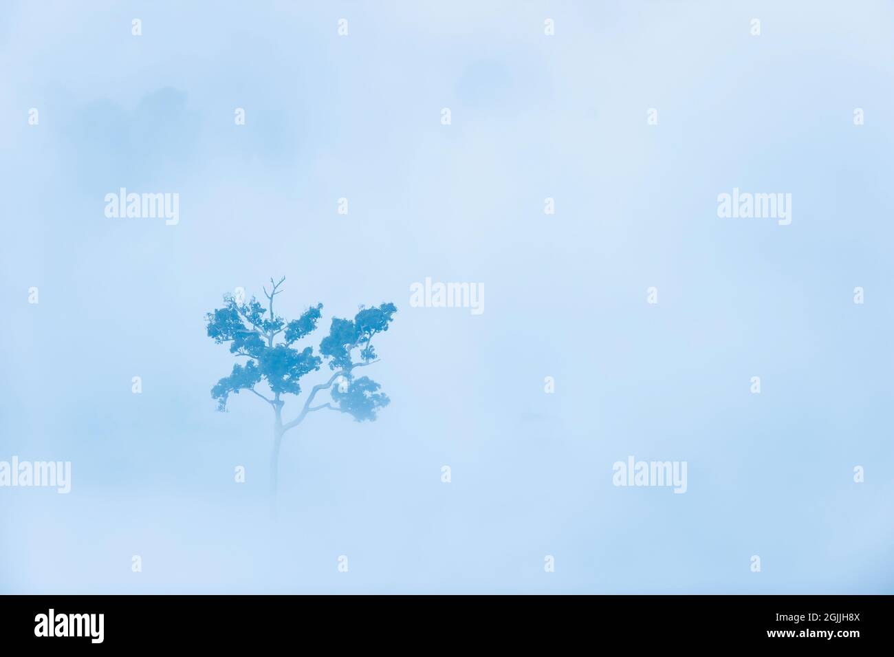 Vista aerea di un grande albero nella nebbia mattutina. Un albero verde in piedi da solo in una foresta pluviale tropicale. Ambiente, cambiamenti climatici. Foto Stock
