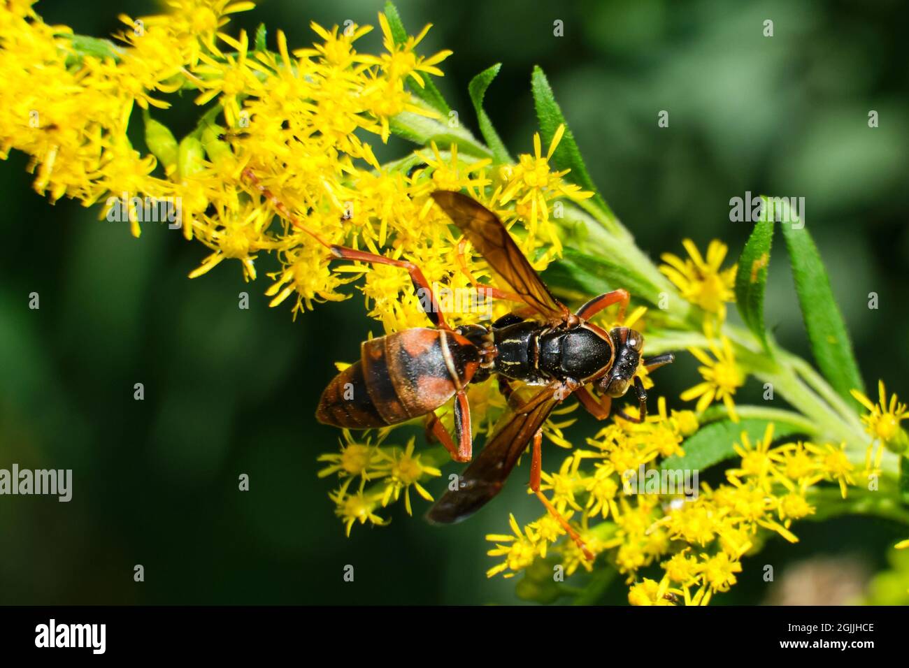 Carta boreale vespa su fiori gialli selvatici Foto Stock