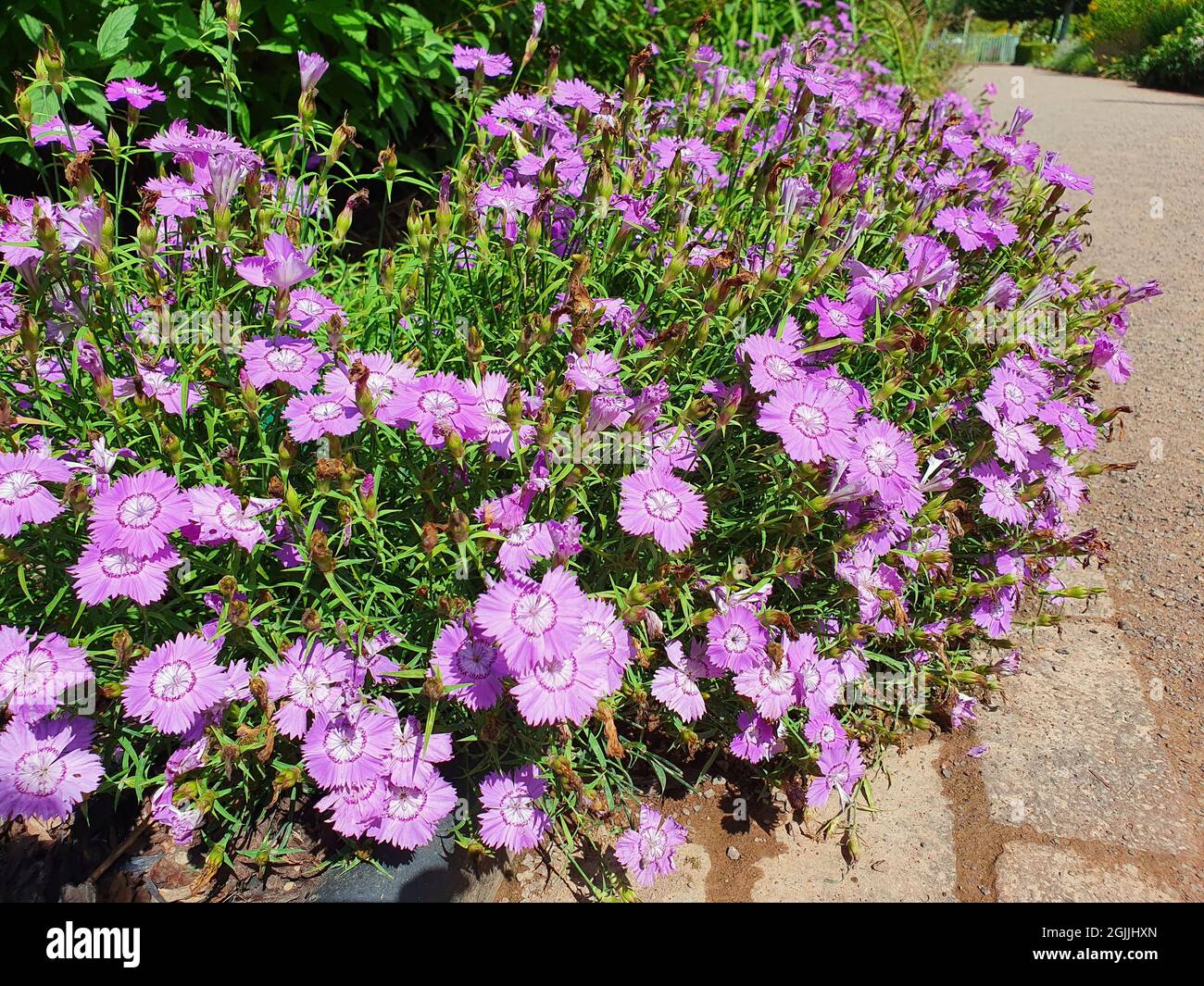 Dianthus amurensis 'siberian Blue' una pianta estiva fiorente con un fiore di colore viola chiaro d'estate, immagine di stock Foto Stock