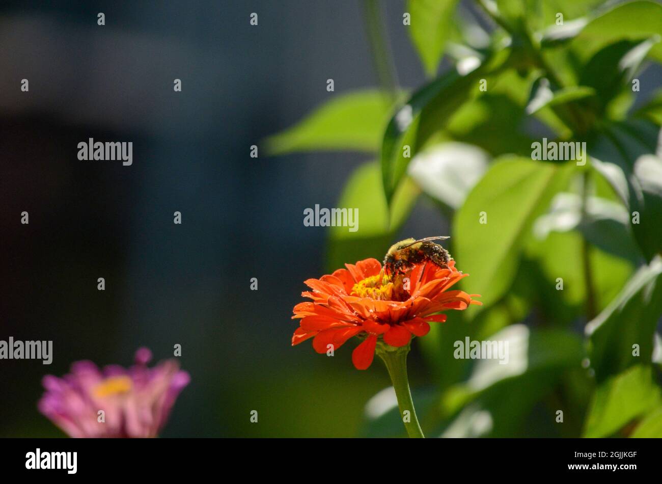 Bumble Bees sui fiori Foto Stock