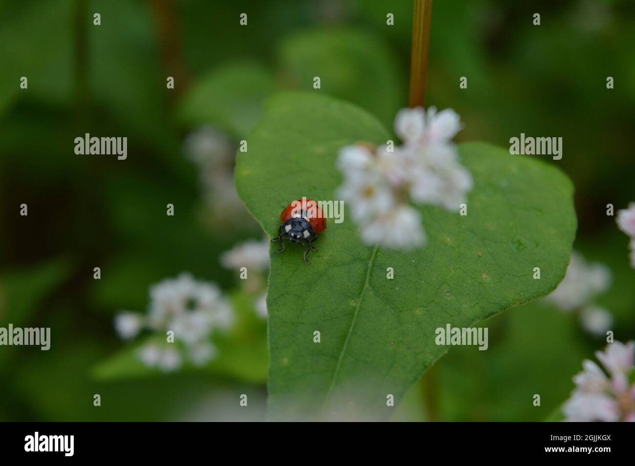 Piccolo Ladybug Cutie sulla foglia in un giardino pieno di fiori di grano saraceno Foto Stock