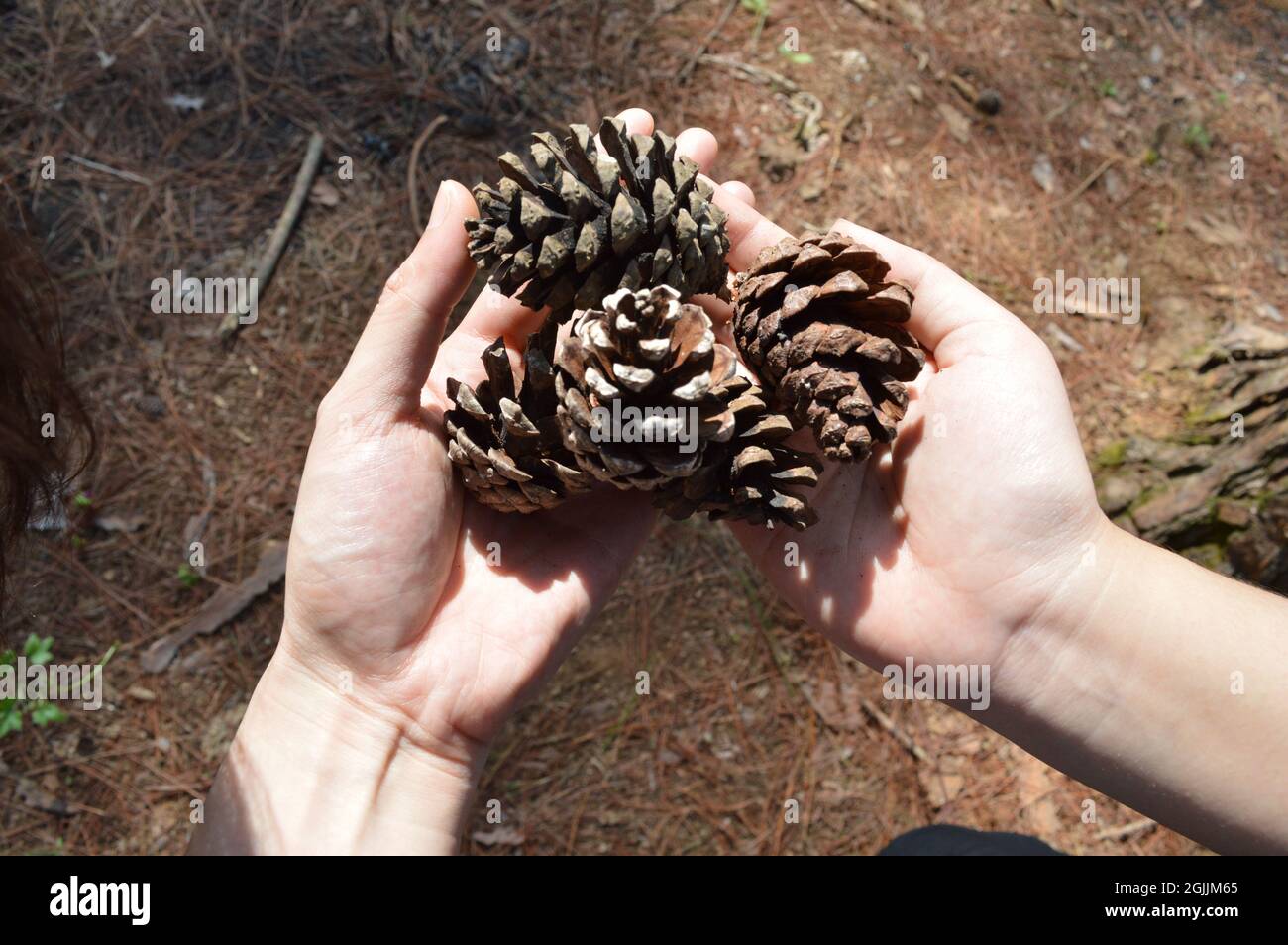 Le mani della coppia che tengono i coni di pino secchi caduti sul terreno della foresta di pino in da Lat, Vietnam. Foto Stock