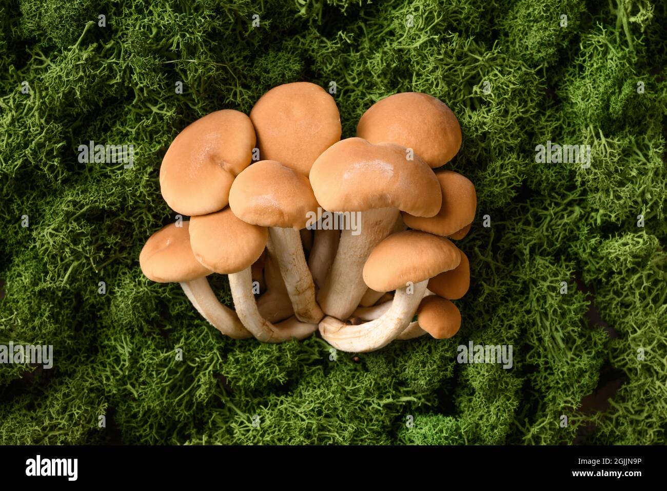 Miele funghi freschi commestibili in muschio forestale. Concetto scegliere funghi. Vista dall'alto. Foto Stock
