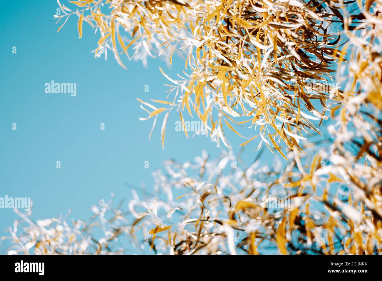 Astratto sfondo autunnale di foglie di arancio, giallo e auburn e cielo blu profondo e chiaro. I colori e le stagioni luminose dell'autunno cambiano nel mese di settembre Foto Stock