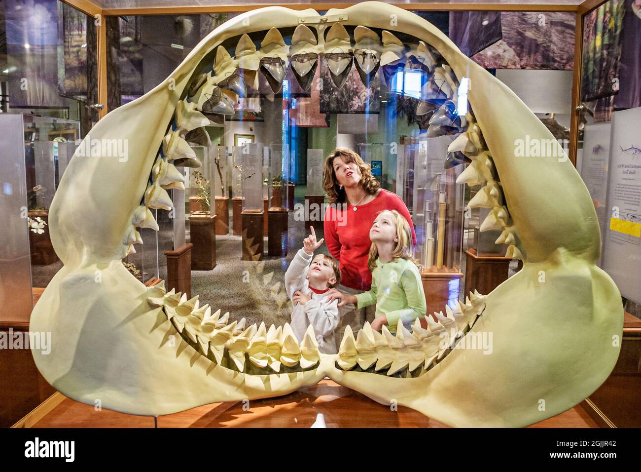 North Carolina Raleigh Museo di Scienze naturali, mostra famiglia bambini in cerca di madre, denti Great White Shark antenato ragazzo ragazza fratello sorella Foto Stock