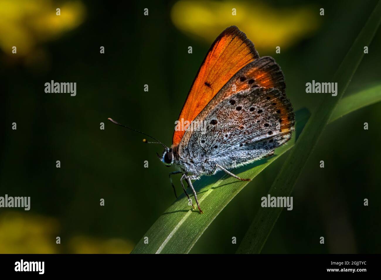 Rame grande (Lycaena Dispar) Foto Stock