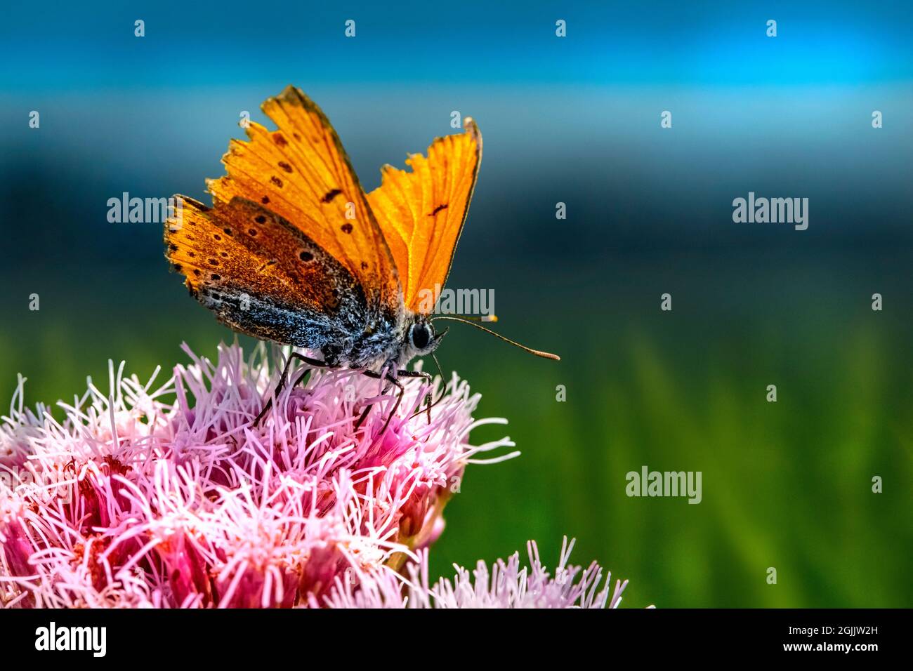 Rame grande (Lycaena Dispar) Foto Stock