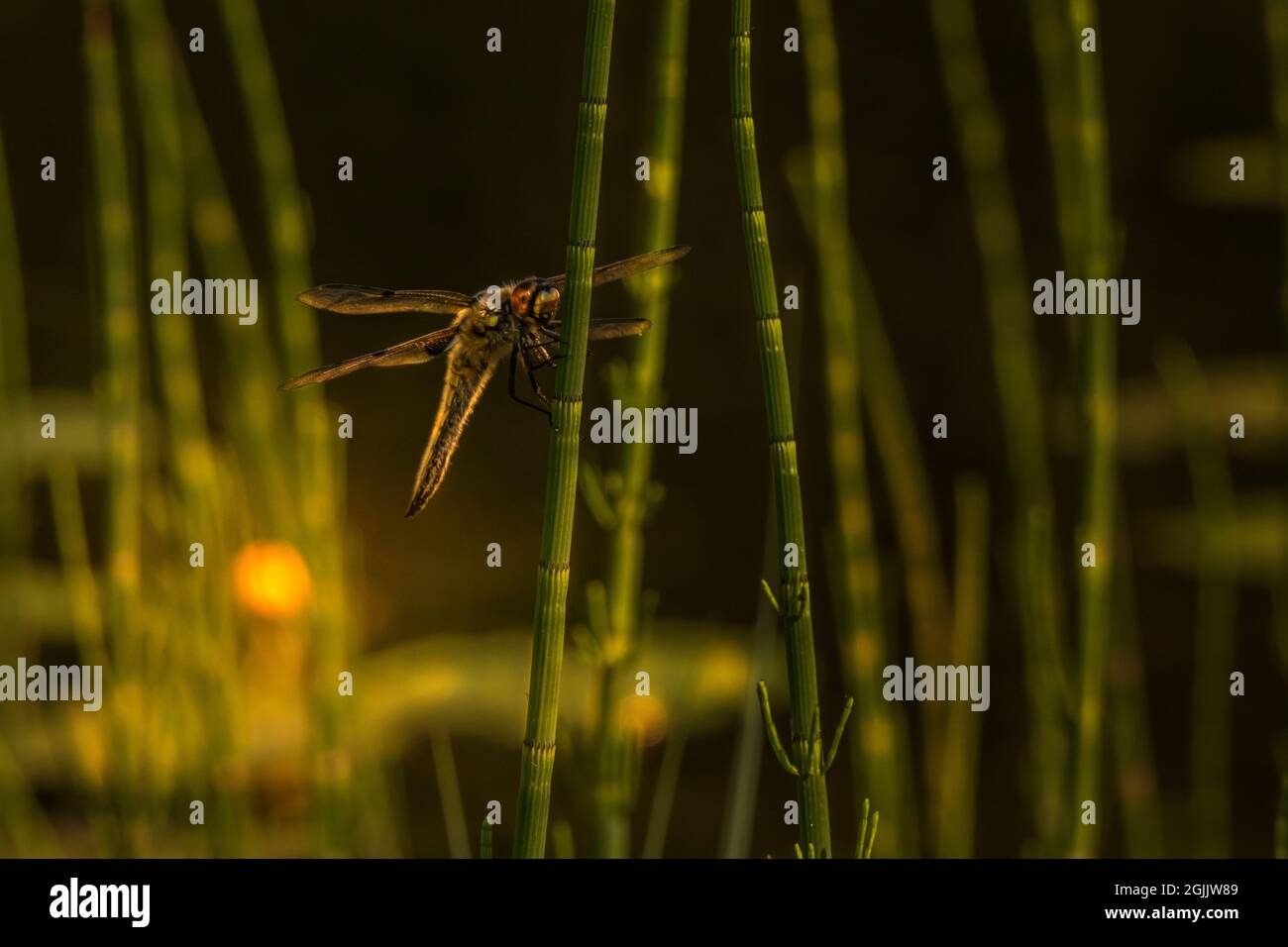 Libellula Foto Stock