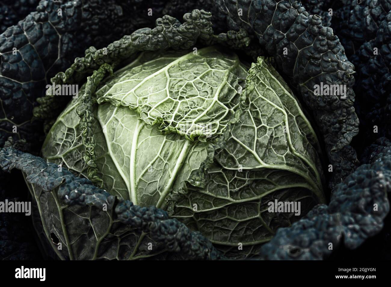 Il cavolo biologico sabaudo si avvicina come sfondo vegetale verde naturale Foto Stock