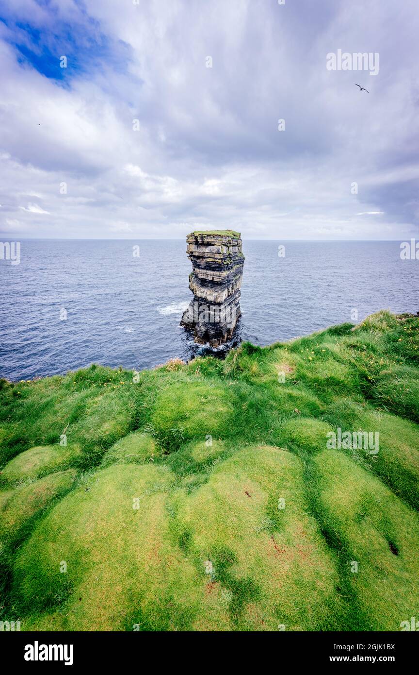 Downpatrick testa roccia e tappeto verde di morbide bolle d'erba. Irlanda Foto Stock
