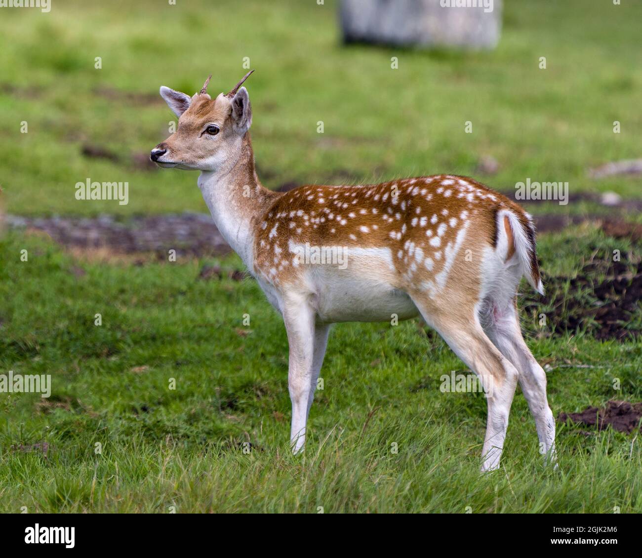 Vista ravvicinata del profilo del cervo nel campo con sfondo di erba e sfocatura nell'ambiente e nell'habitat circostante. Fallow Deer Image (immagine cervi). Foto Stock