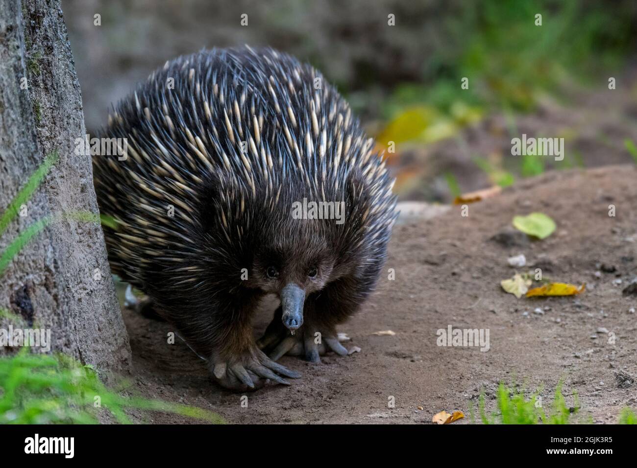 Echidna a becco corto (Tachyglossus aculeatus) foraging per formiche, anteater spinoso e ovodeposizione mammifero nativo in Australia e Nuova Guinea Foto Stock