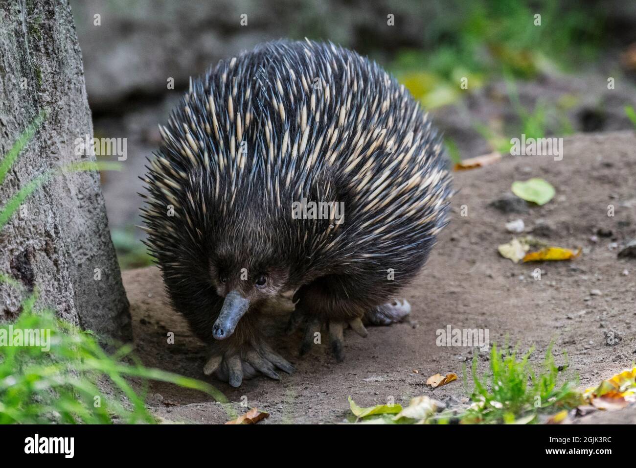 Echidna a becco corto (Tachyglossus aculeatus) foraging per formiche, anteater spinoso e ovodeposizione mammifero nativo in Australia e Nuova Guinea Foto Stock