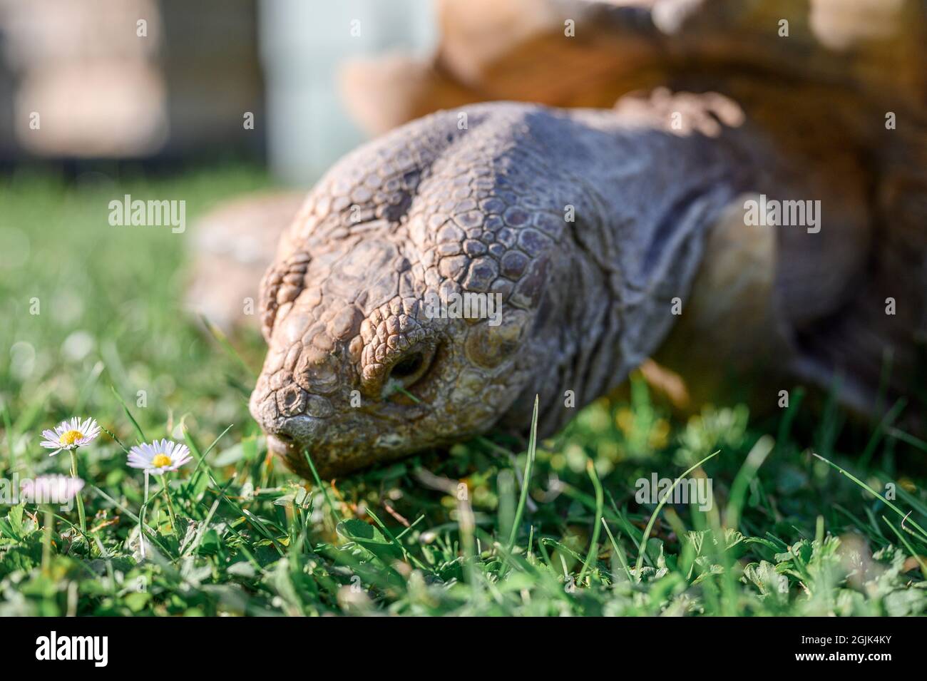 Kitzingen, Germania. 08 settembre 2021. La tartaruga africana spronata di nome otto mangia l'erba. Il Landschildkröten Auffangstation e.V. di Kitzingen prevede che nelle prossime settimane venga consegnato un maggior numero di tartarughe - e non può prenderle tutte da sole. Credit: Vogl Daniel/dpa/Alamy Live News Foto Stock